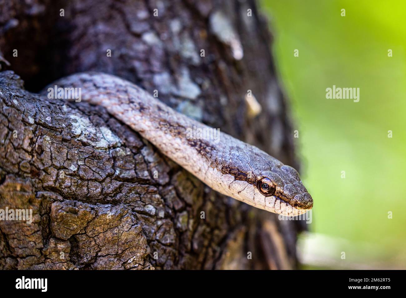 Serpente a strisce che emerge dal foro dell'albero al Parco Nazionale di Isalo, Madagascar, Africa Foto Stock