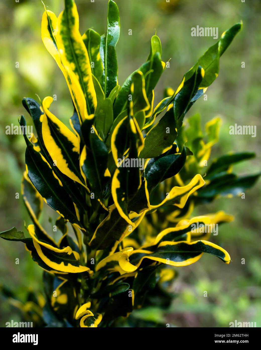 Vista ritratto delle foglie di Codiaeum variegatum. Foglie colorate di Codiaeum variegatum o croto fuoco. Foto Stock