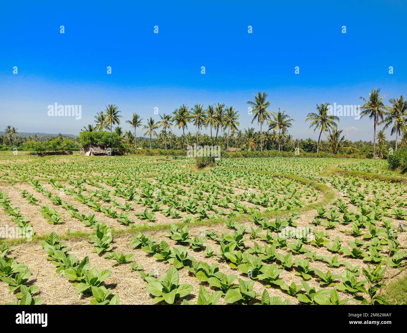 Piante di tabacco in risaia con splendida vista sul monte rinjani Foto Stock