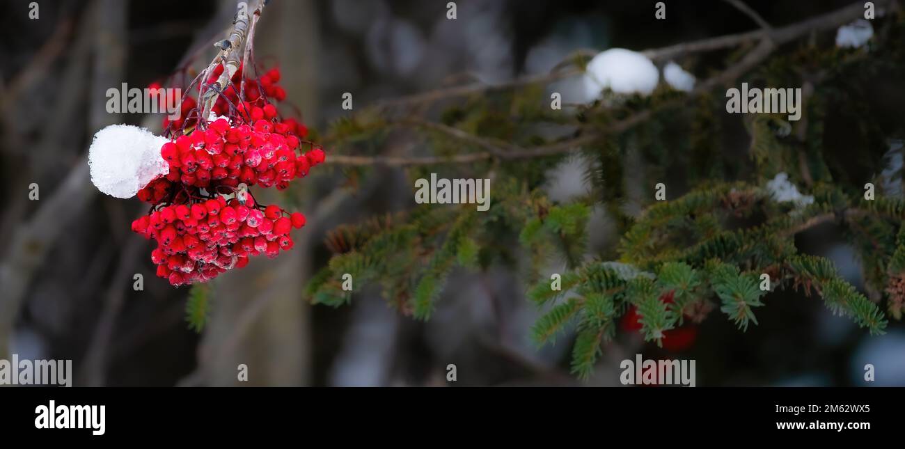 Rowanberry cluster congelato in inverno con un grumo di ghiaccio Foto Stock