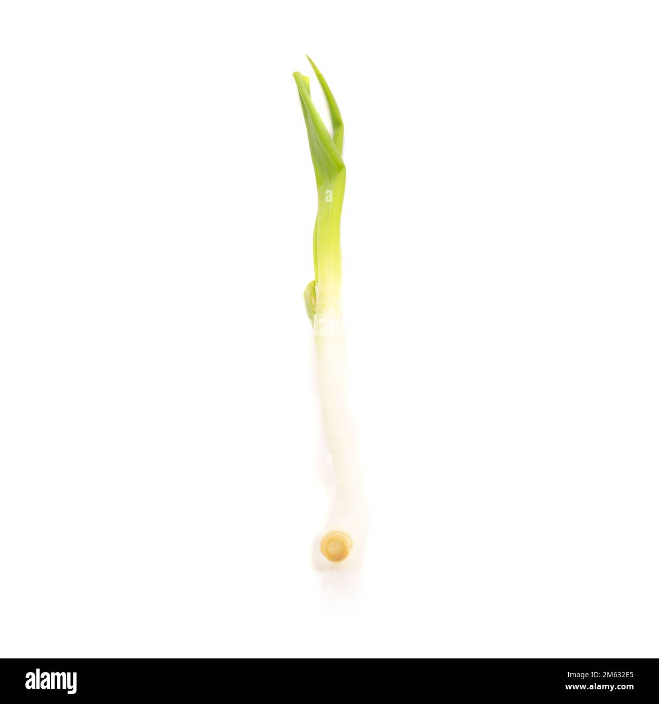 Cipolla verde giapponese a grappolo su sfondo bianco. Foto Stock