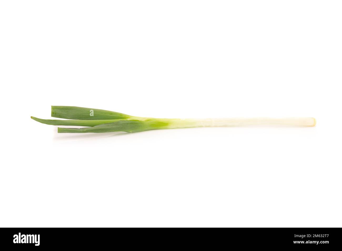 Cipolla verde giapponese a grappolo su sfondo bianco. Foto Stock