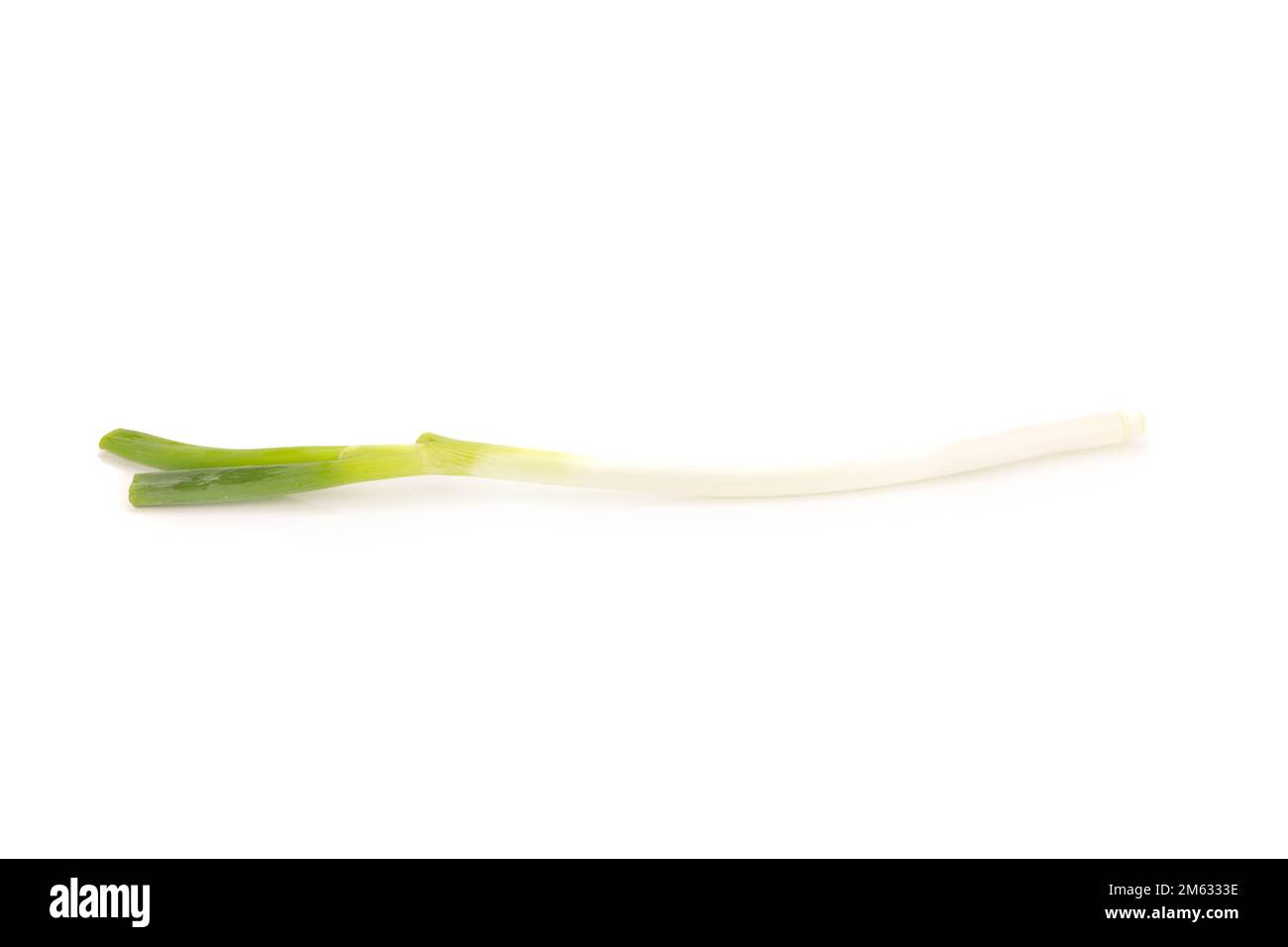 Cipolla verde giapponese a grappolo su sfondo bianco. Foto Stock