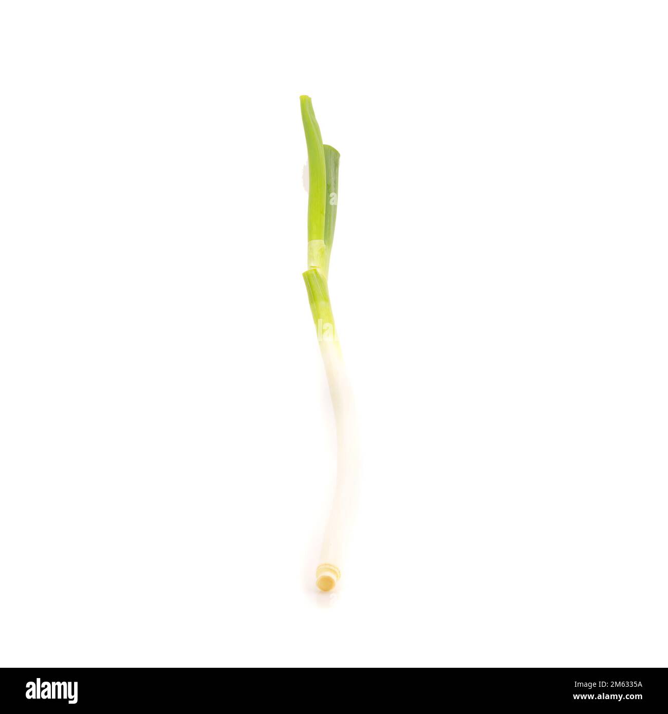 Cipolla verde giapponese a grappolo su sfondo bianco. Foto Stock