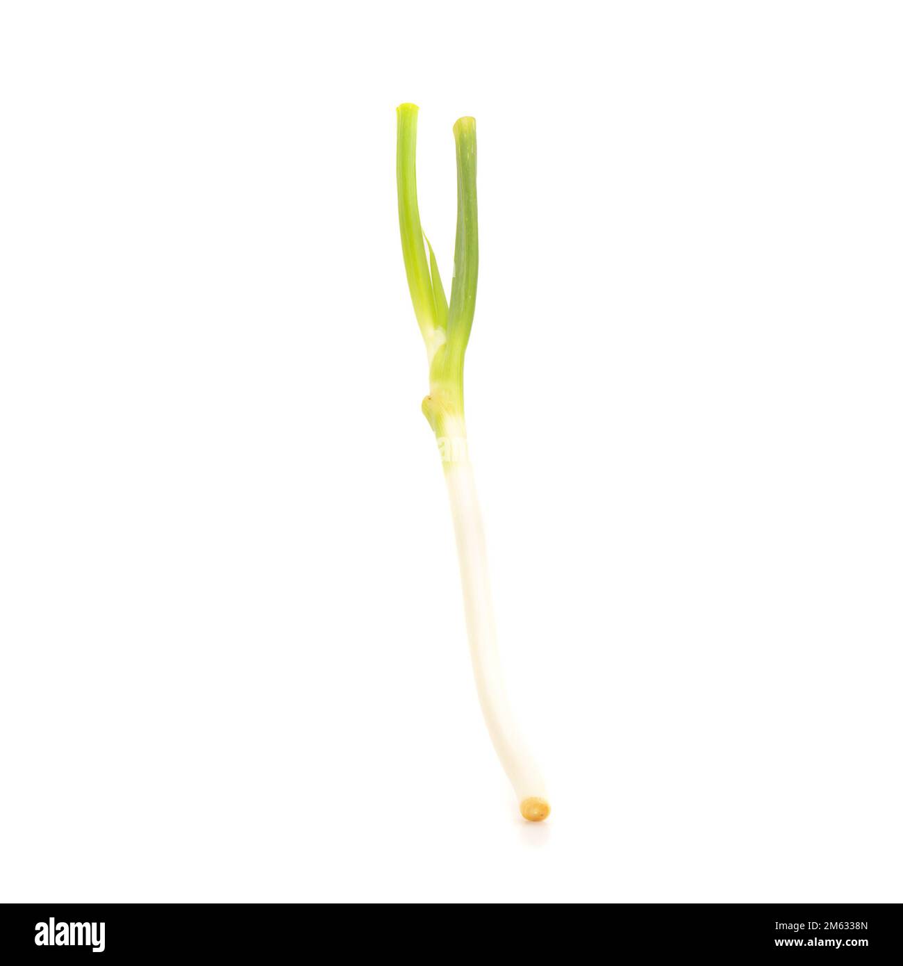 Cipolla verde giapponese a grappolo su sfondo bianco. Foto Stock