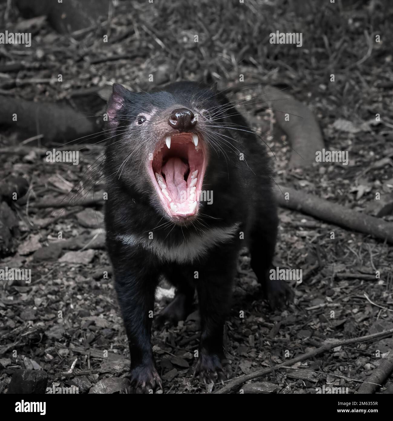 I diavoli della Tasmania sono i più grandi marsupiali carnivori (che mangiano carne) del mondo. Foto Stock