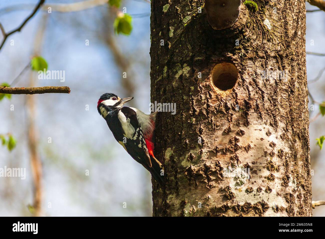 Grande picchio macchiato dal buco nido in un tronco d'albero Foto Stock