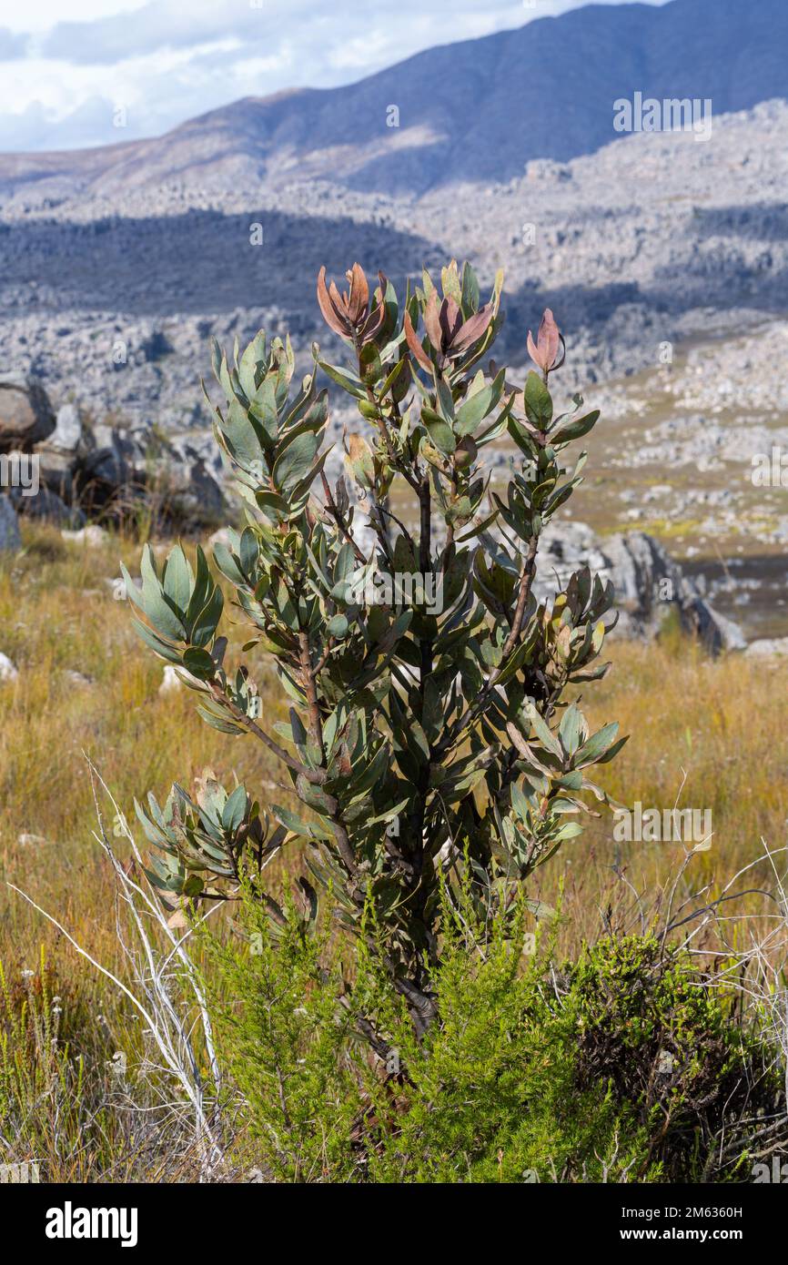 Protea sp. Vista nei pressi di Tulbagh, nel Capo occidentale del Sudafrica Foto Stock