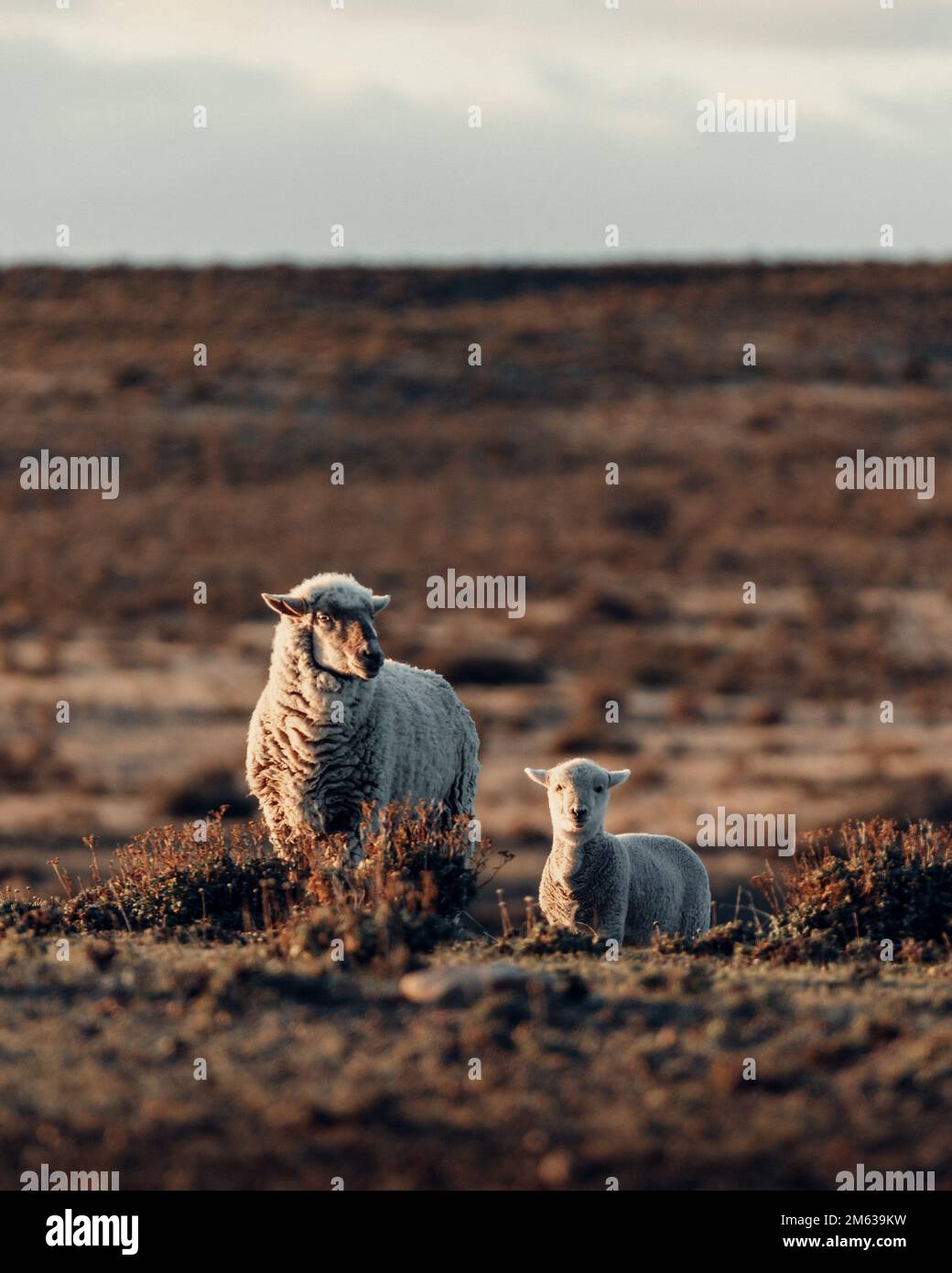 Pecora soffice e adorabile agnello in piedi vicino a piccoli cespugli su campo erboso secco a Cabo Raso Foto Stock