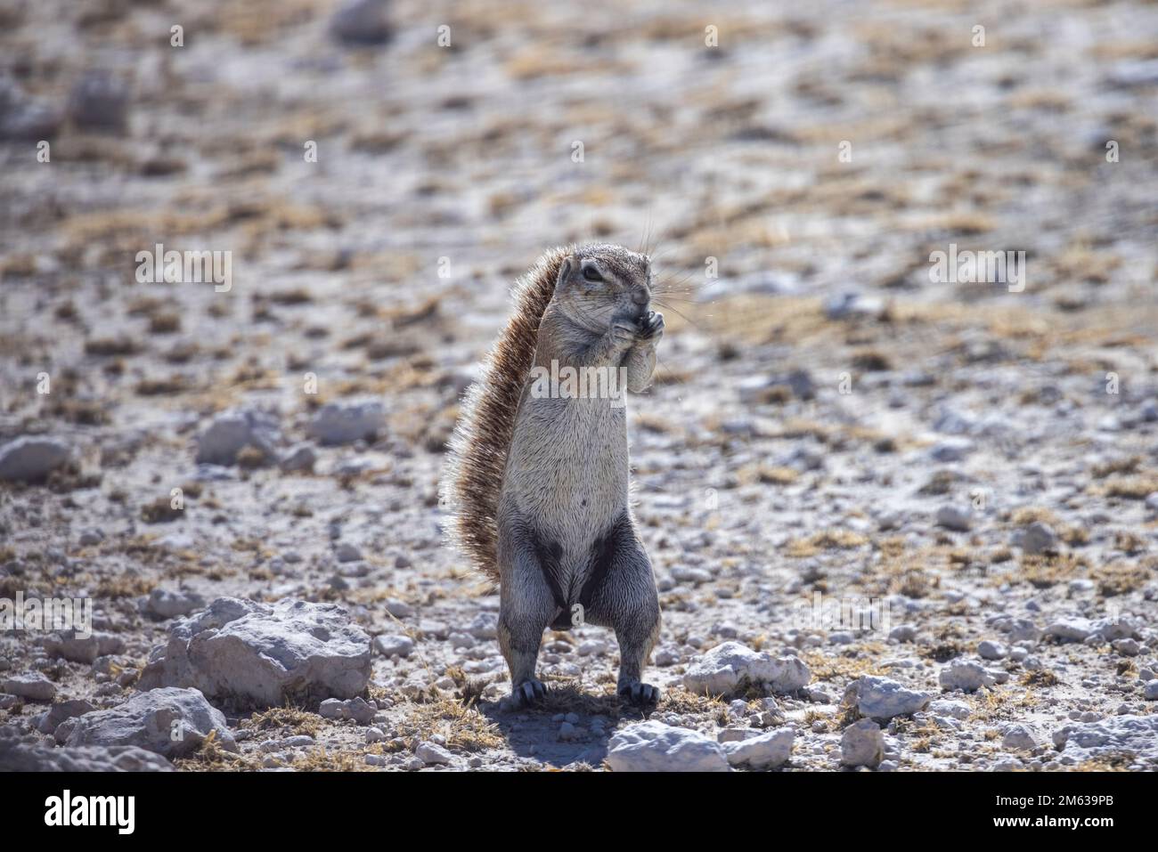 Piccolo adorabile scoiattolo marrone Xerinae della Namibia, in piedi su terreno asciutto e mangiare Foto Stock