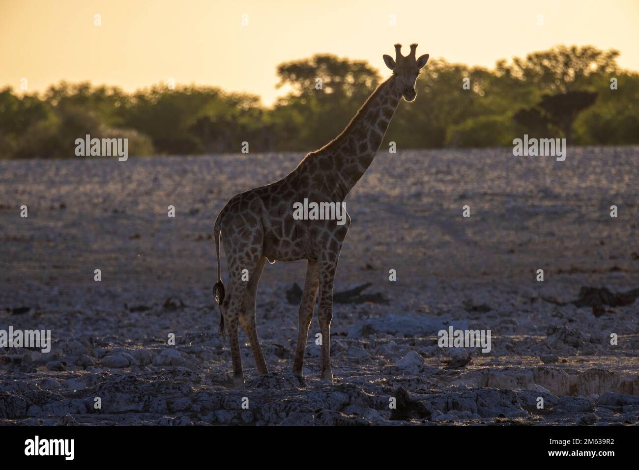 Giraffa singola solitaria selvaggia che cammina sul terreno desertico del safari alla luce del tramonto Foto Stock