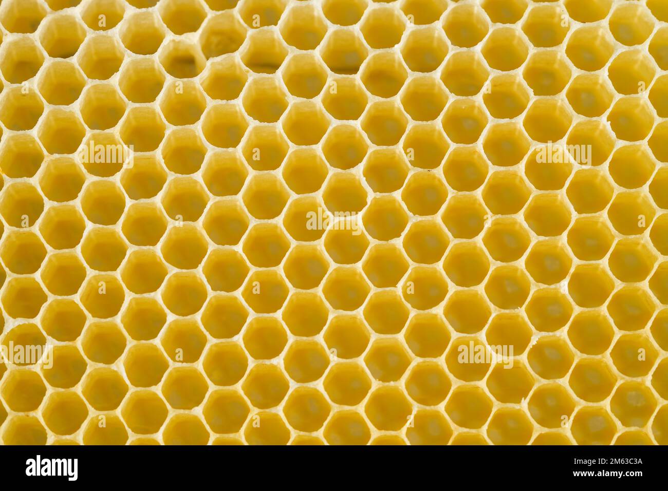 Miele ape fresco giallo favi. Celle esagonali di cera d'api primo piano. Sfondo. Foto Stock