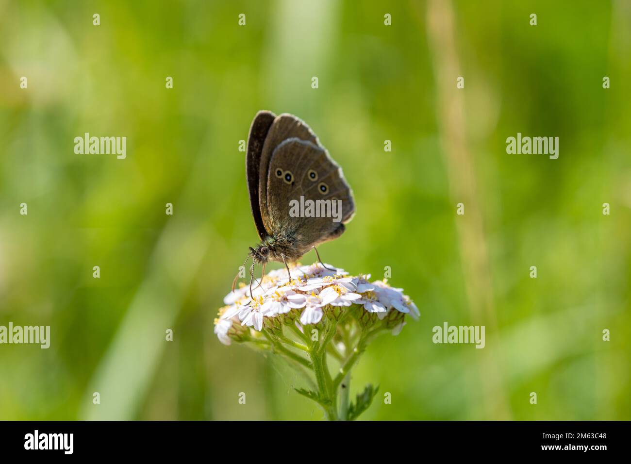 Anello raccoglie nettare da un fiore bianco. Primo piano della farfalla. Aphantopus iperantus. Foto Stock