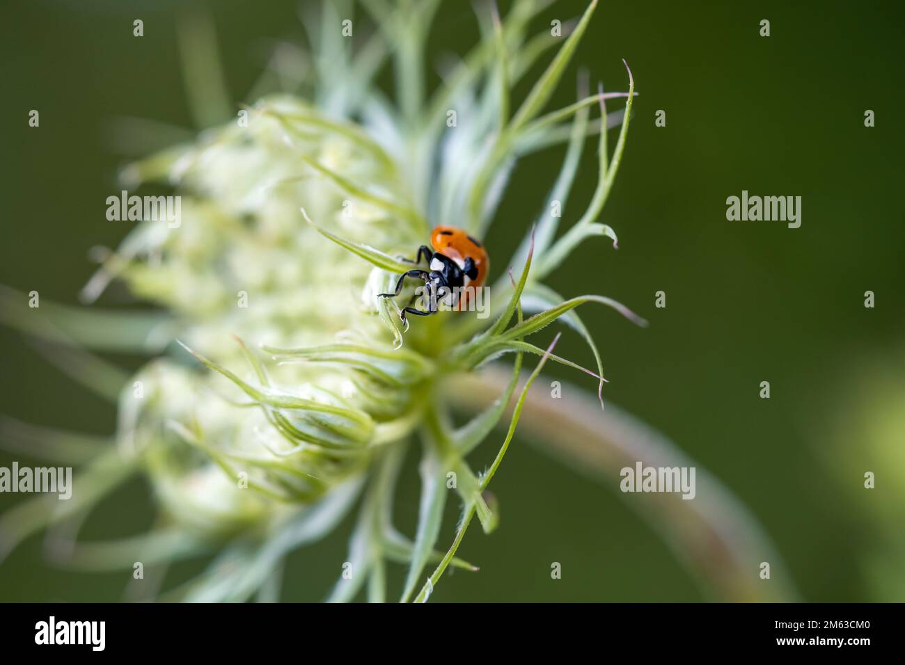Primo piano di Ladybug su una pianta in un ambiente naturale. Coccinellidae. Foto Stock