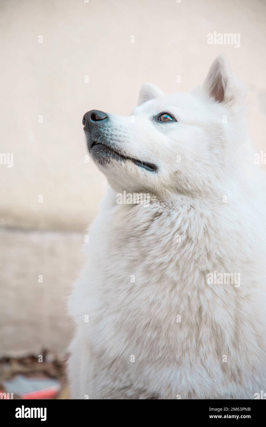 Cane Foto Stock