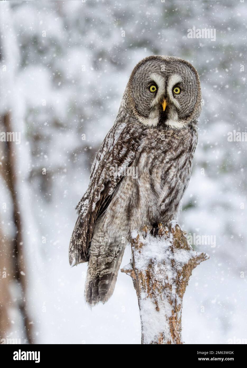 Grande gufo grigio appollaiato su un ceppo d'albero coperto di neve durante una nevicata, circondato da un paesaggio boschivo invernale freddo. Foto Stock