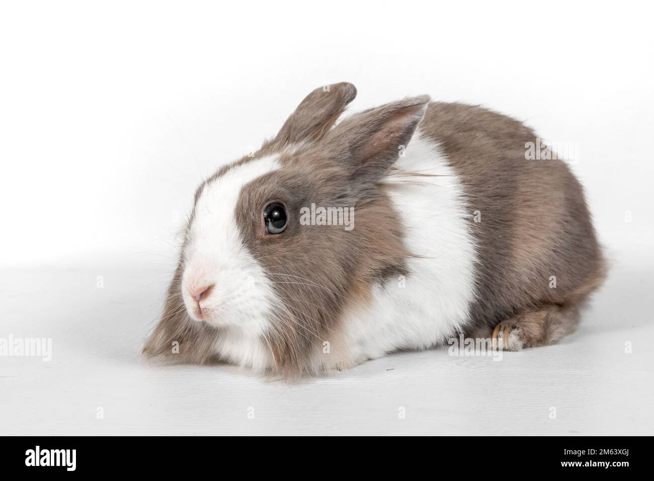 Ritratto di un coniglio grigio su sfondo bianco. PET coniglio siede e guarda via Foto Stock