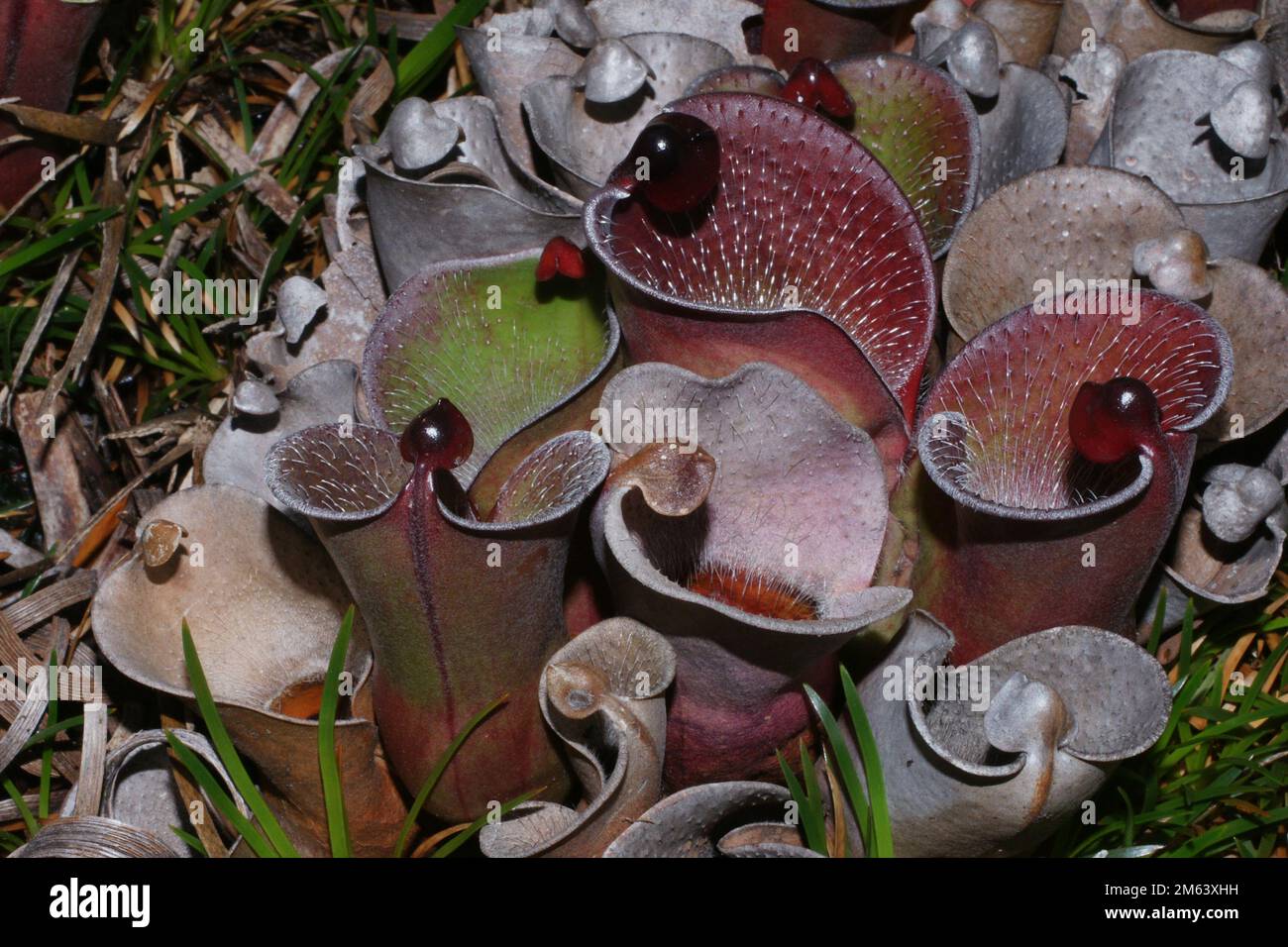 Heliamphora pulchella, pianta carivora a Amuri Tepui, Venezuela, in tipico habitat naturale Foto Stock