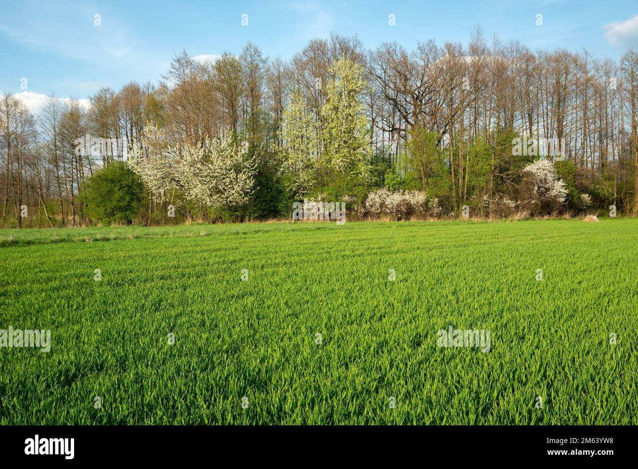 Verde campo rurale e fiorente foresta primaverile, Polonia orientale Foto Stock