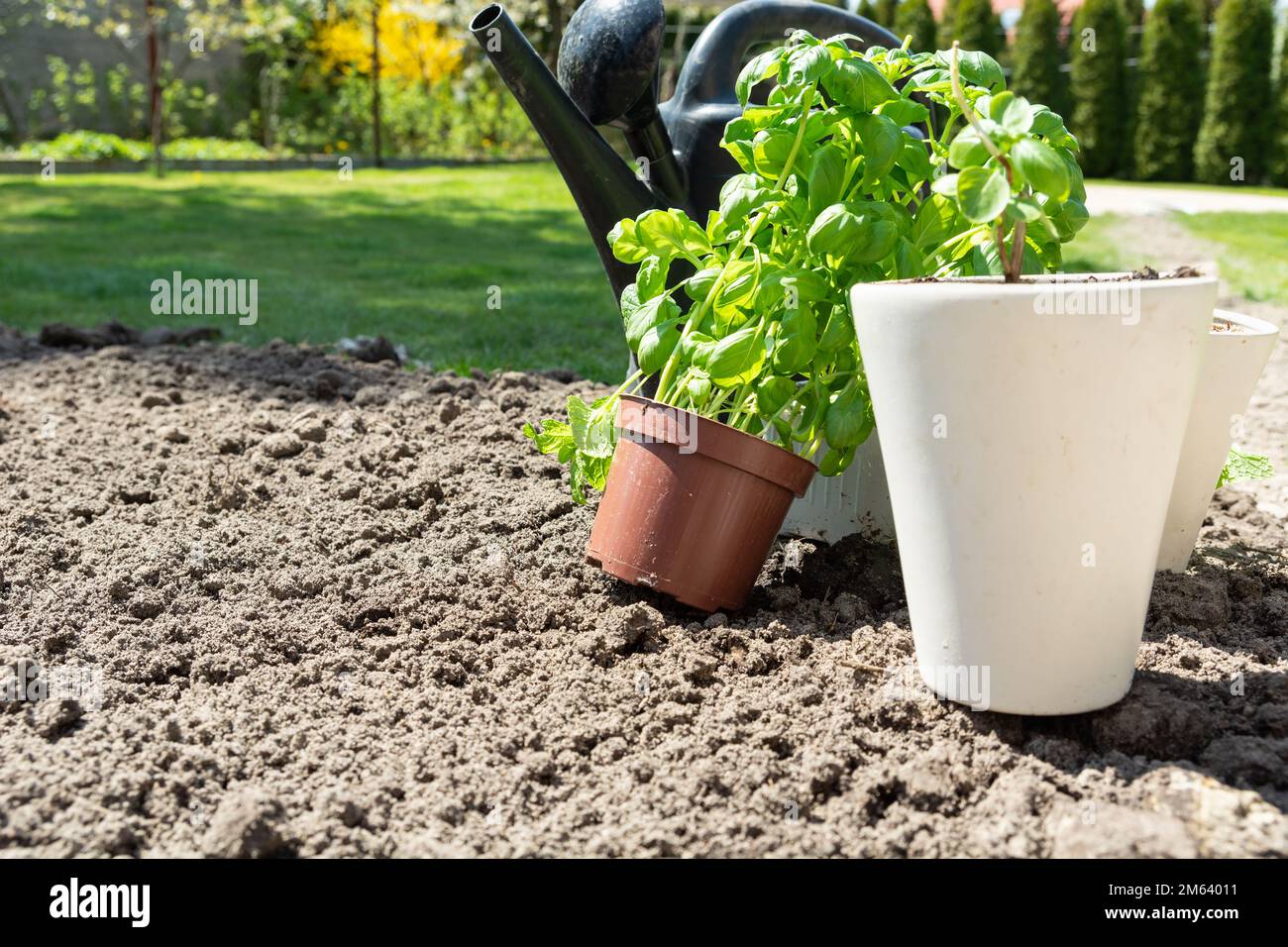 Ripottare il basilico nel giardino nel terreno e una pentola più grande, primavera giorno di sole Foto Stock