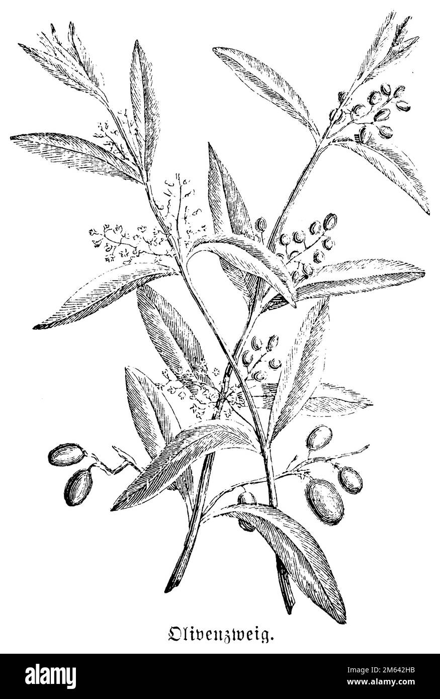 Olive, olive europee, ramo oleicolo, Olea europaea, (libro biologico, 1909), Olivenbaum, Olivenzweig, olivier, rameau d'olivier Foto Stock