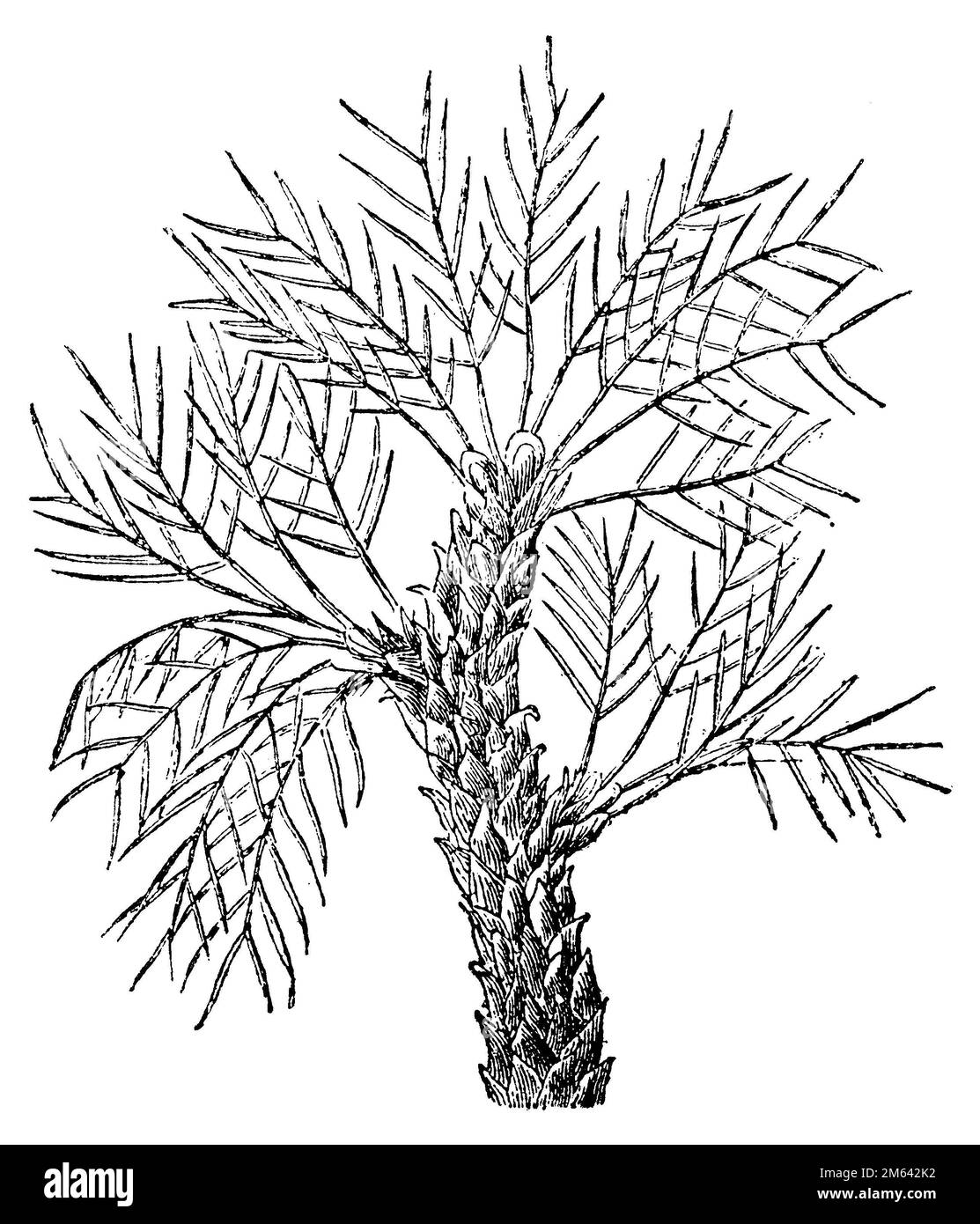 Tragacanth, gum tragacanth milkvech, Astragalus gummifer, (libro di storia religiosa, 1885), Astragalus gummifer, Traganthpflanze, gomme adragante Foto Stock