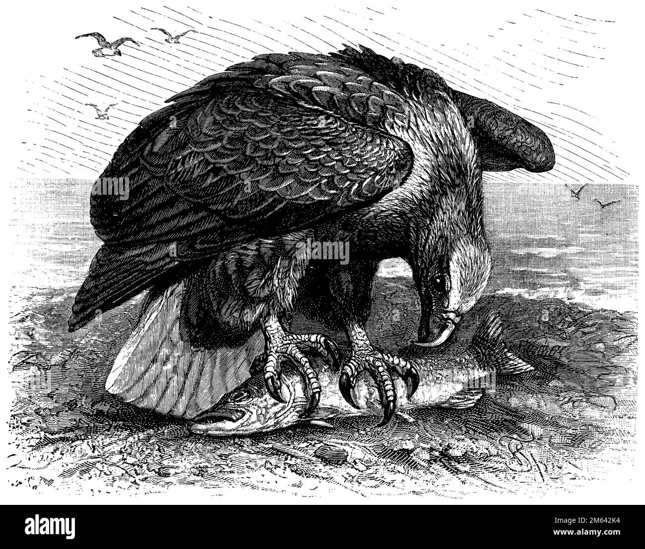 Aquila di mare dalla coda bianca, Haliaeetus albicilla, (enciclopedia, 1898), Seeadler, Pygargue à coda blanche Foto Stock