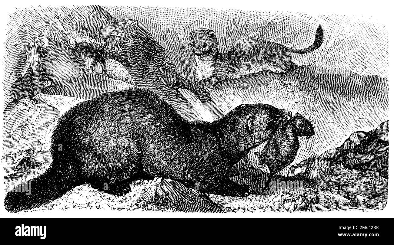 Polecata europea con preda, Mustela putorius, (enciclopedia, 1898), Iltis mit Beute, Putois avec butin Foto Stock
