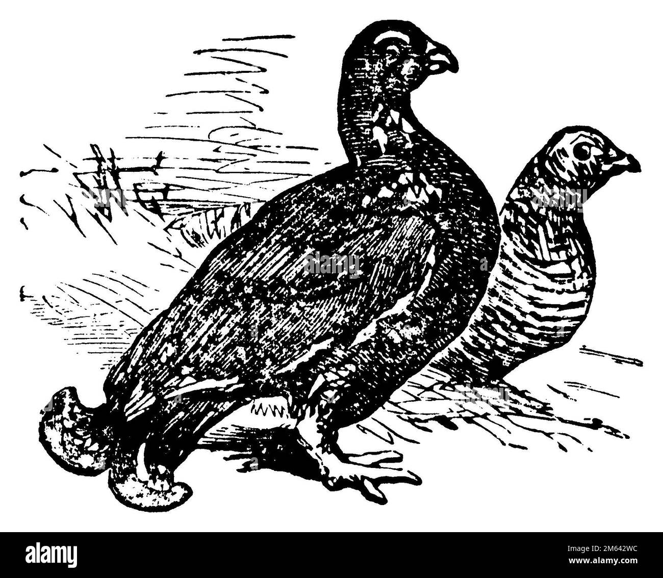 Grue nera, Lyrurus tetrix SYN.: Tetrao tetrix, (enciclopedia, 1900), Birkhuhn, Tétras lyre Foto Stock