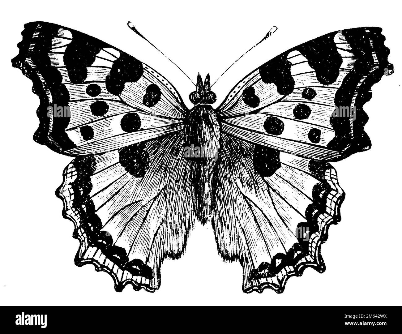 Grande tartaruga, Nymphalis polychloros, (libro zoologico, 1876), Großer Fuchs, vanesse de l'orme Foto Stock