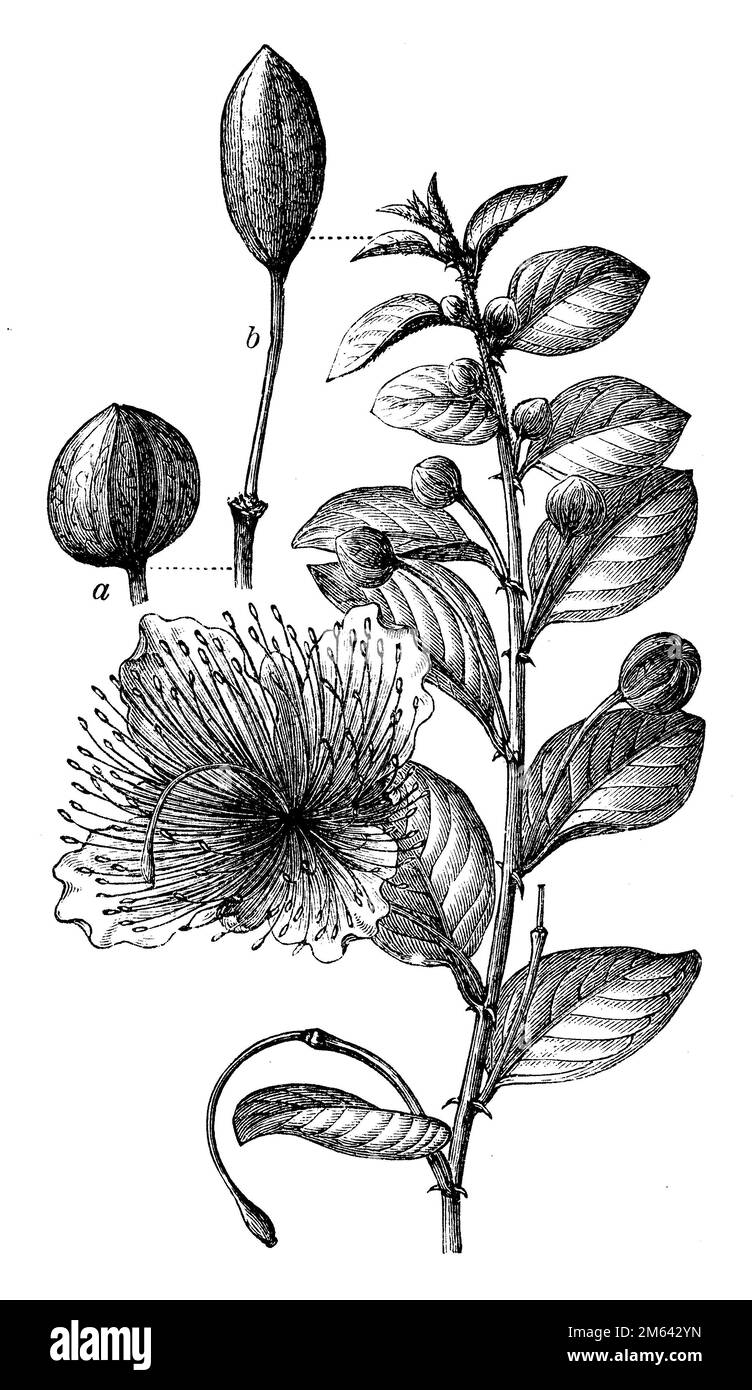 Cespuglio di capperi, chiamato anche rosa di Flinders, Capparis spinosa, (enciclopedia, 1898), Kapernstrauch, câprier commun ou câprier épineux Foto Stock