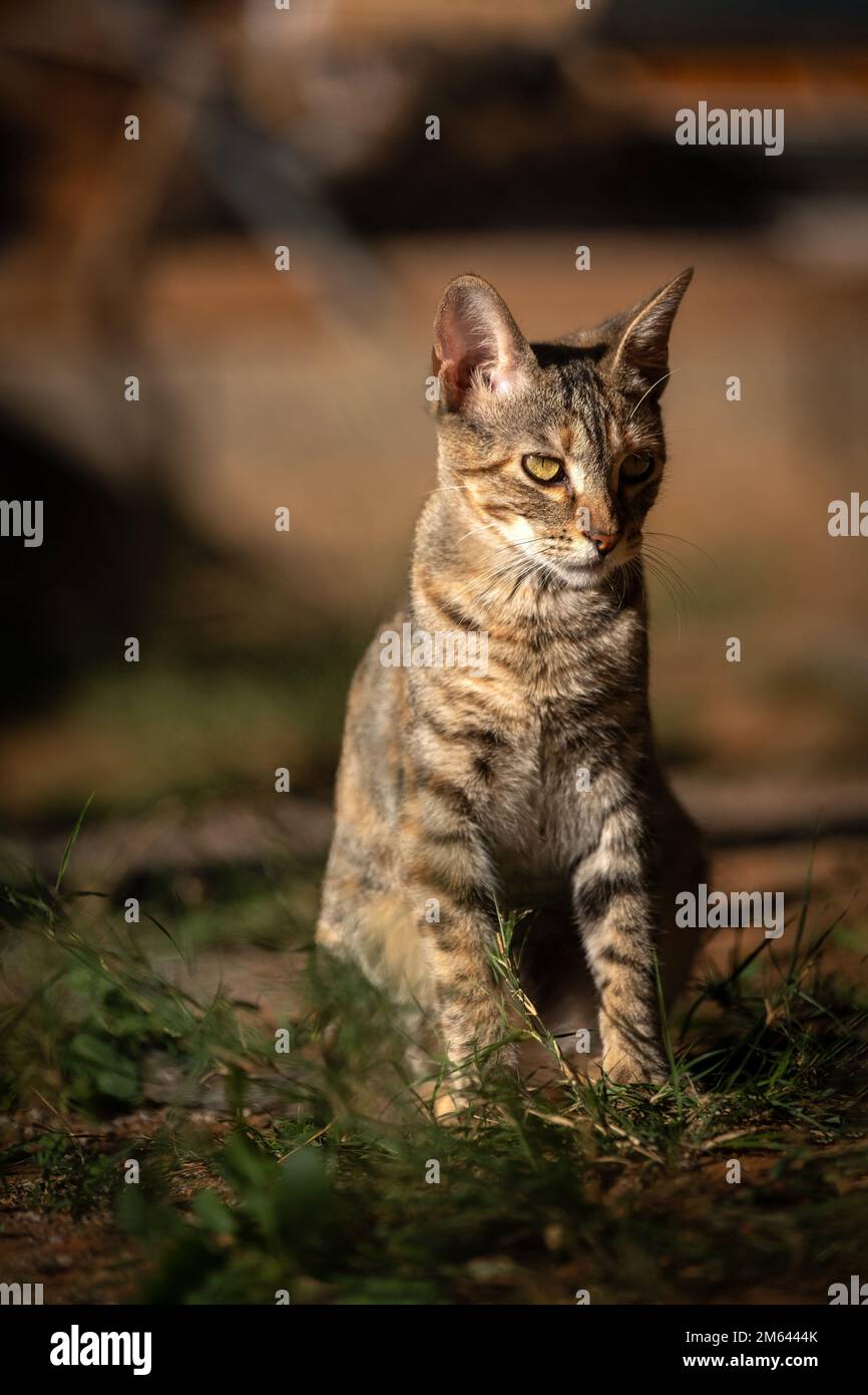 gatto felino riposante prendere il sole all'aperto a terra Foto stock -  Alamy