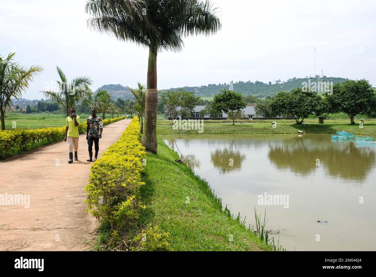 Wakiso, Uganda. 21st Dec, 2022. I lavoratori locali camminano accanto agli stagni di pesca presso il Centro di Ricerca e sviluppo dell'acquacoltura a Kajjansi, Distretto di Wakiso, Uganda, 21 dicembre 2022. PER ANDARE CON 'caratteristica: La Cina si muove alla produzione agricola veloce in Uganda' Credit: Hajarah Nalwadda/Xinhua/Alamy Live News Foto Stock