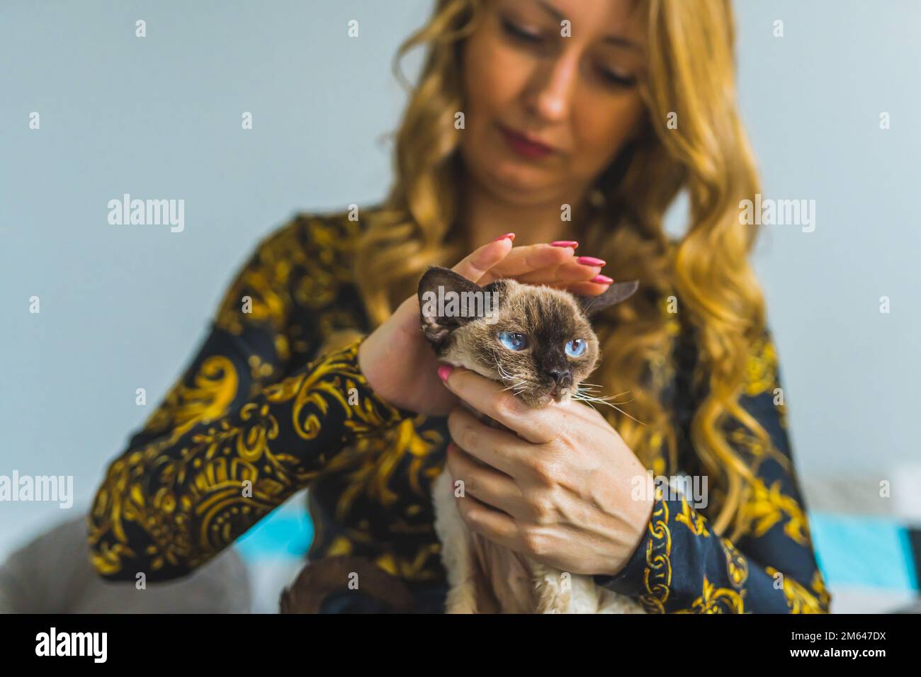 Donna che accarezzano il cioccolato a punta Devon Rex gatto. Foto di alta qualità Foto Stock