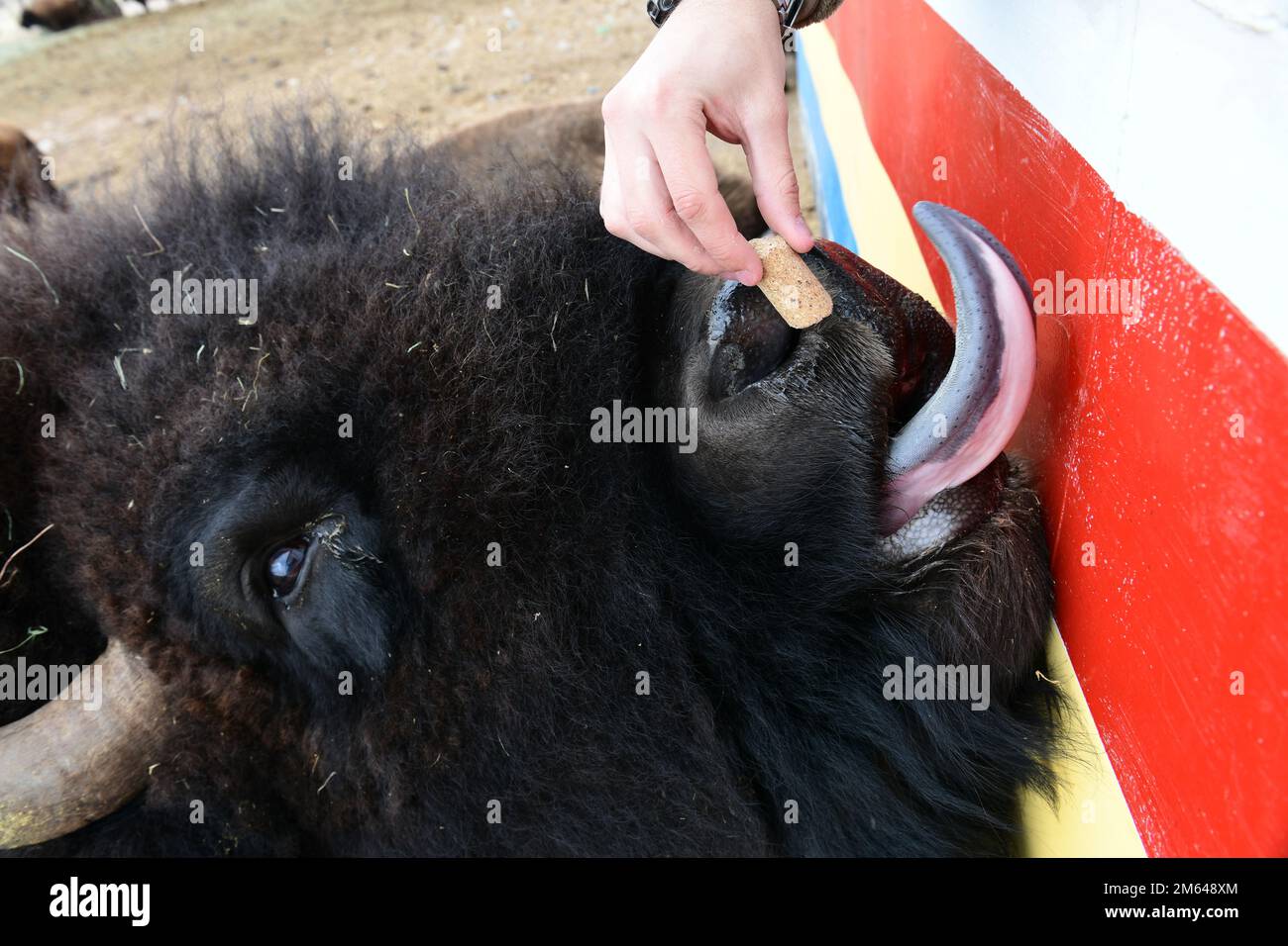 A Bison Reach for a Treat on Terry Bison Ranch, 30 marzo 2022, a Cheyenne, Wyoming. Il ranch offre escursioni in treno ai visitatori per conoscere il ranch e dà loro anche l'opportunità di dar da mangiare alla mandria di bisonti. I tour in treno durano circa un'ora e sono offerti quattro volte al giorno. 20 AF,90 Ala missilistica,AFGSC,vita selvaggia,animali,viaggio, Foto Stock