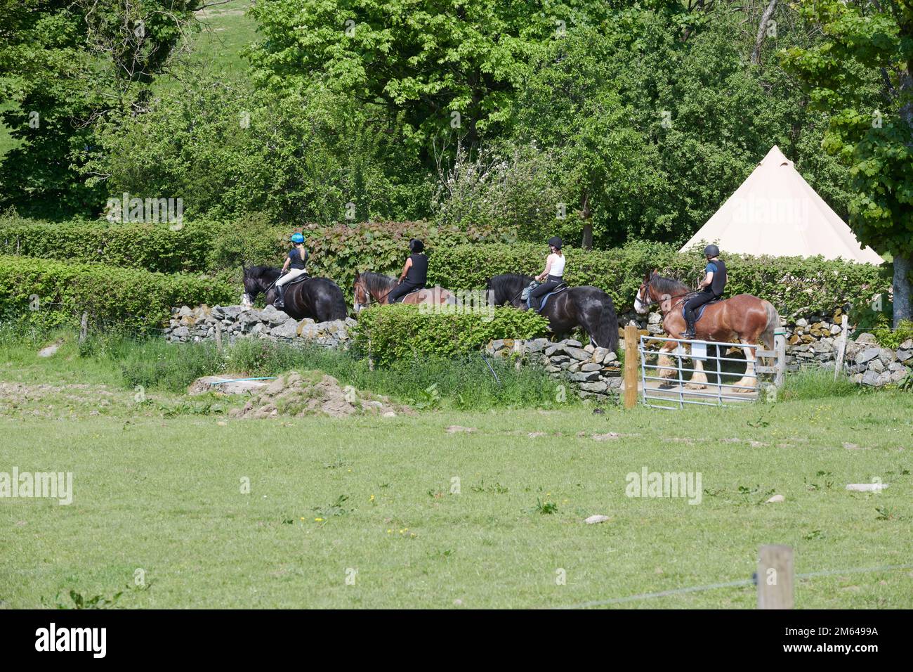 Persone Trekking su Clydesdale Draft Horses (Equus caballus) Foto Stock