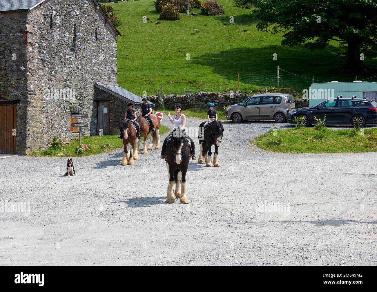Persone Trekking su Clydesdale Draft Horses (Equus caballus) Foto Stock