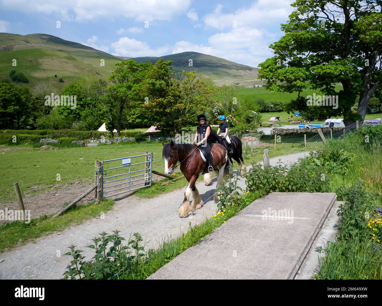 Persone Trekking su Clydesdale Draft Horses (Equus caballus) Foto Stock