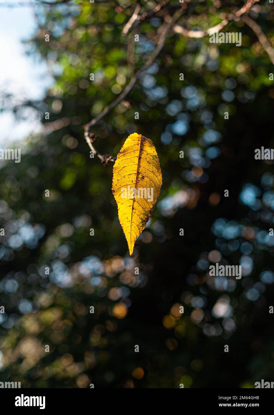 Una foglia isolata. Foto Stock