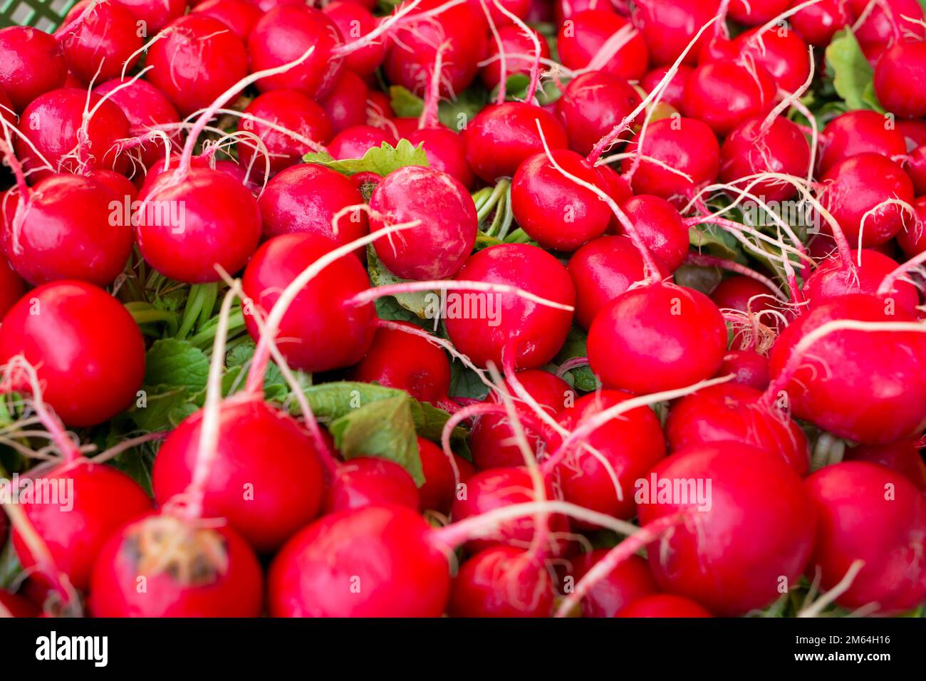 Ravanello rosso fresco su un mercato locale che vende alimenti biologici regionali in Germania Foto Stock