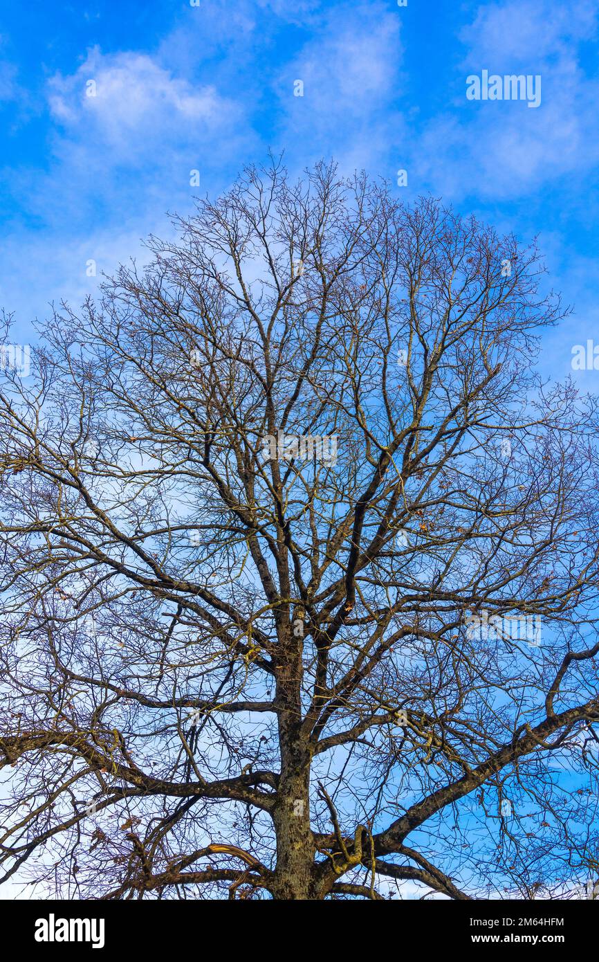Quercia in inverno contro il cielo blu - Francia. Foto Stock