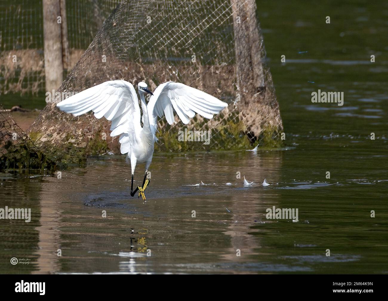 Piccolo Egret in volo, (Egretta garzetta) Foto Stock