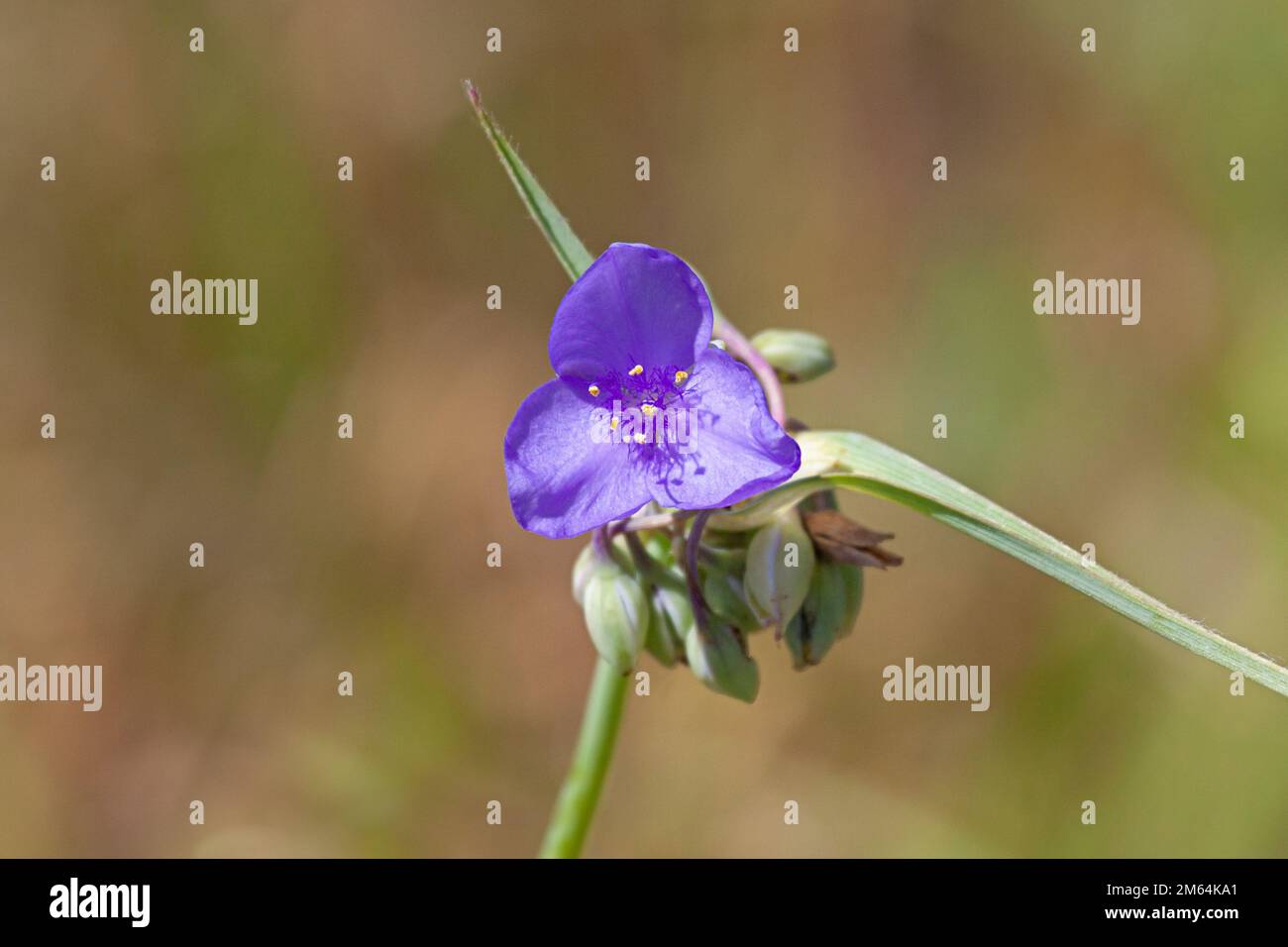 Un Ohio Spiderwort germogli dal pavimento della prateria mostrando la sua testa di fiore viola. Foto Stock