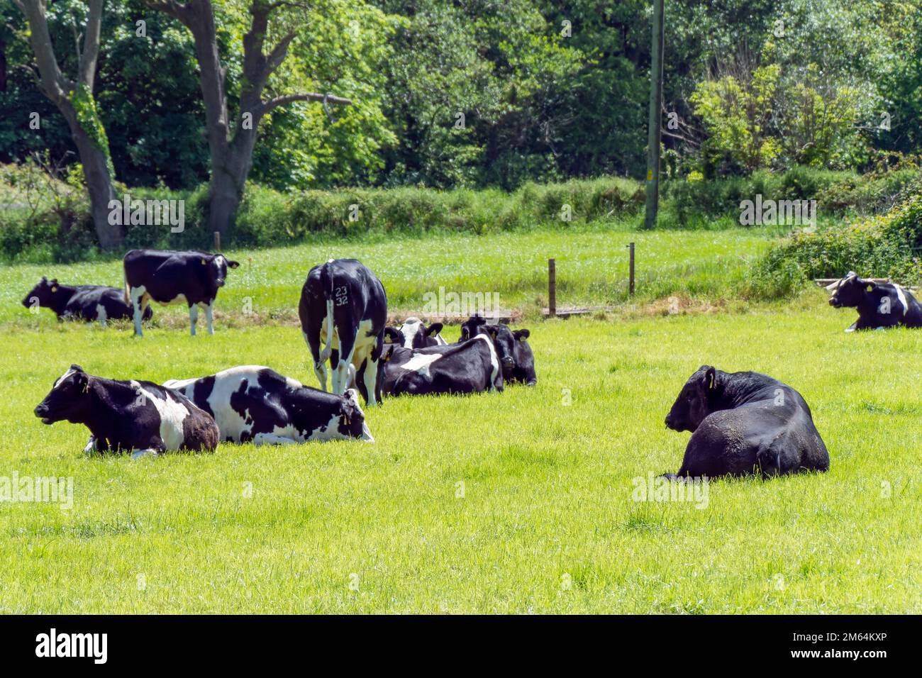 Diverse mucche e un grande toro nero giacciono su un prato verde in una giornata di primavera soleggiata. Bestiame bovino su pascolo libero. Fattoria ecologica, paesaggio. Bianco e nero c Foto Stock