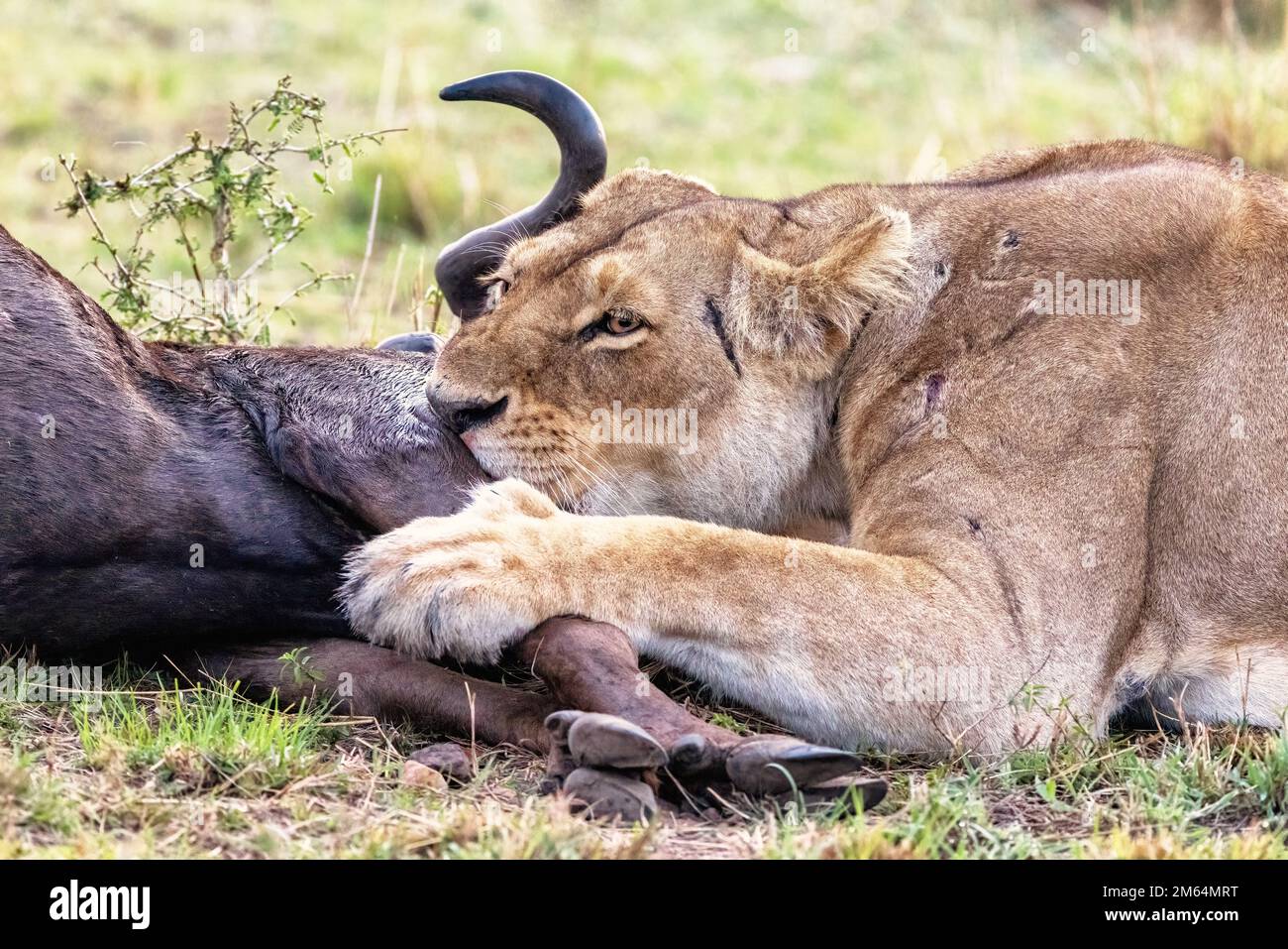 La leonessa adulta si nuota per un'uccisione di wildebeest durante la Grande Migrazioni annuale nel Masai Mara, Kenya. Foto Stock