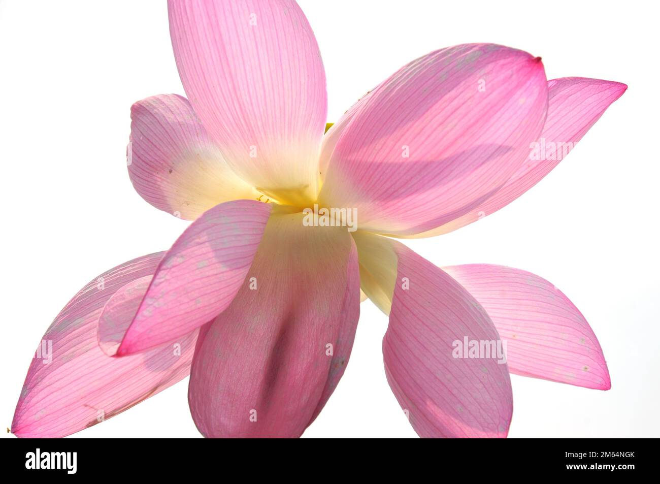 Fiori di loto fioriti in stagno Foto Stock