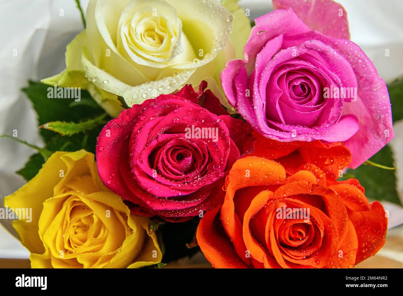 Rose teste di fiori in diversi colori con gocce di pioggia da offrire come regalo Foto Stock