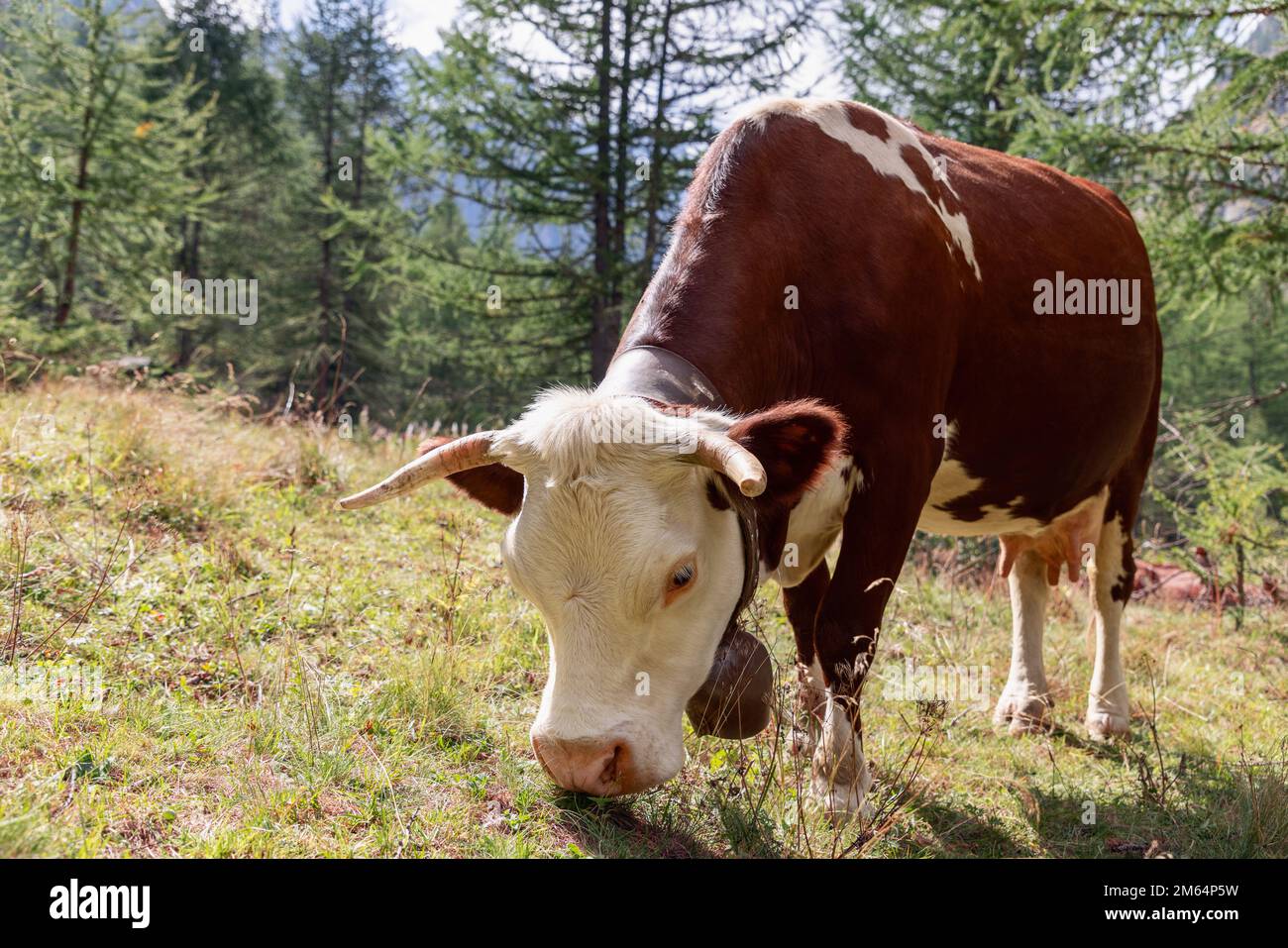 Vista ravvicinata di una bella mucca bruna che abbaia erba su un prato di montagna nelle Alpi. Valle d'Aosta, Italia Foto Stock