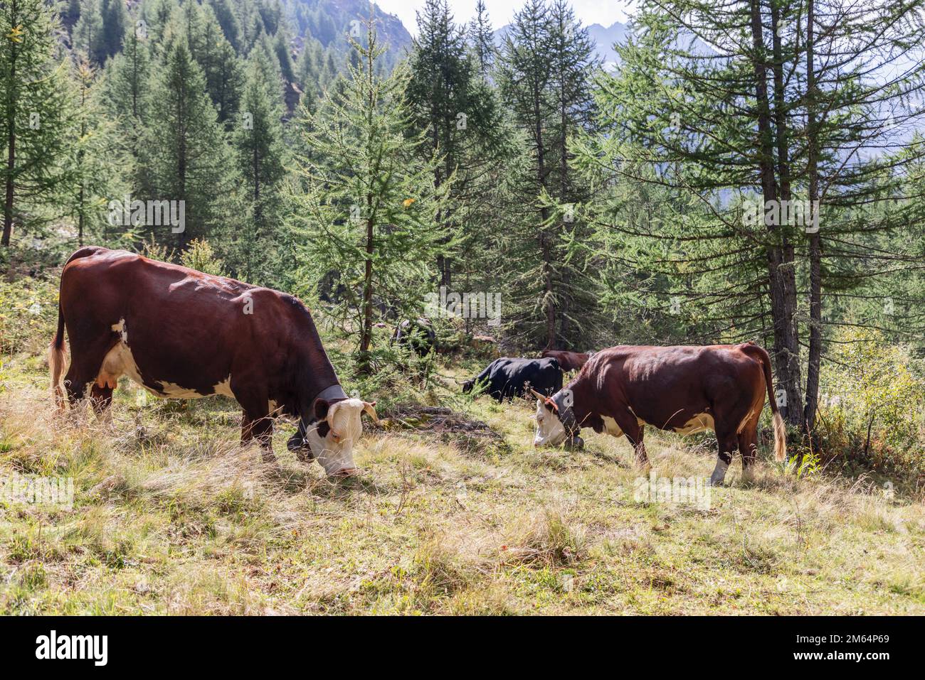 Mandria di mucche color cioccolato con grandi campane metalliche su ampie fasce intorno al collo pascolano su prati alpini circondati da pini, Valle d'Aosta Foto Stock