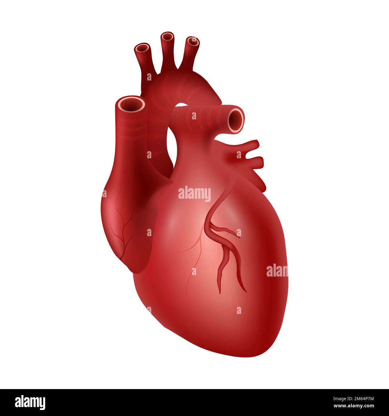 Cuore dell'uomo . Sistema cardiovascolare . Design realistico . Isolato . Illustrazione vettoriale . Illustrazione Vettoriale
